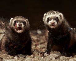 フェレット 多頭飼い オス メス 年齢差